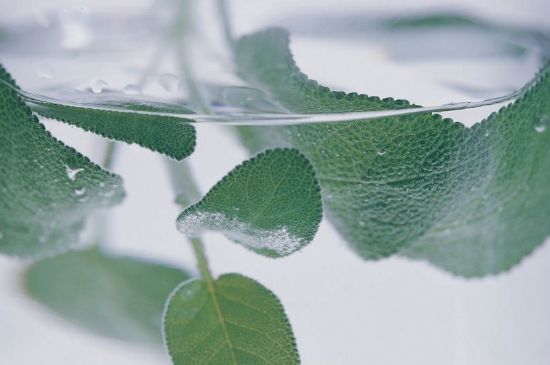 薄荷葉茶怎么制作，薄荷如何做成干茶葉