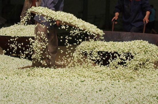 茉莉龍珠怎么做的，茉莉龍珠的制作工藝