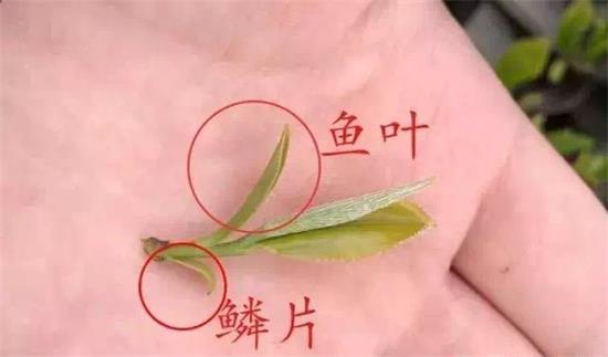 摘茶葉最快的方法，采摘茶葉怎么才能快？