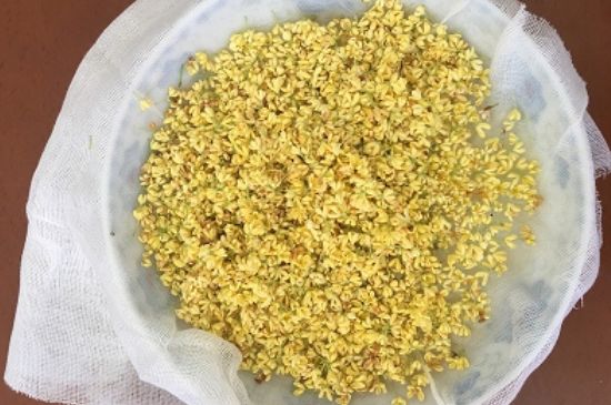 干桂花茶的制作方法，怎樣自制桂花茶？