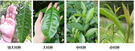 摘茶葉最快的方法，采摘茶葉怎么才能快？