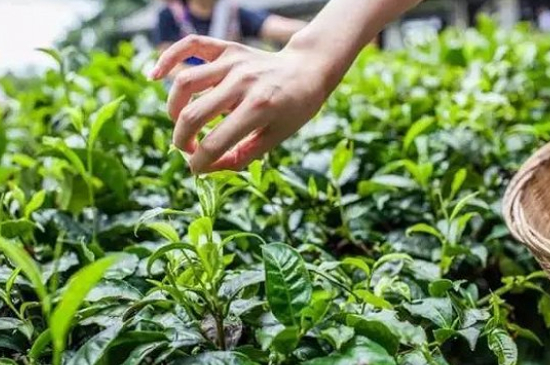綠茶加工工藝流程圖，綠茶的加工制作包含哪幾個步驟？