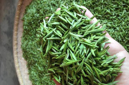 采茶的方法與步驟，如何正確采摘茶葉？