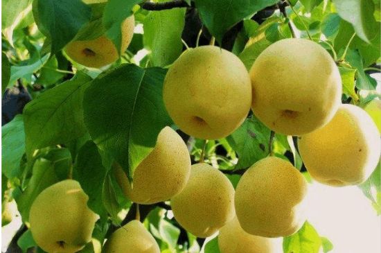 一把真正的本山綠泥壺最低多少錢，什么價格能買到本山綠泥紫砂壺？