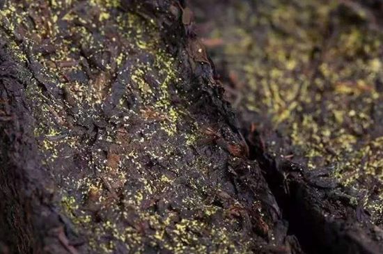 茯磚茶與普洱茶哪個(gè)好，茯茶和普洱茶口味區(qū)別