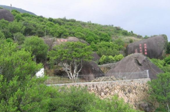 宋種一號(hào)價(jià)值為什么高，鳳凰單樅宋種1號(hào)價(jià)格與產(chǎn)量多少？