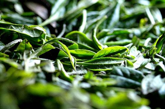 荒野銀針市場價(jià)多少，真正的荒野白毫銀針多少錢？