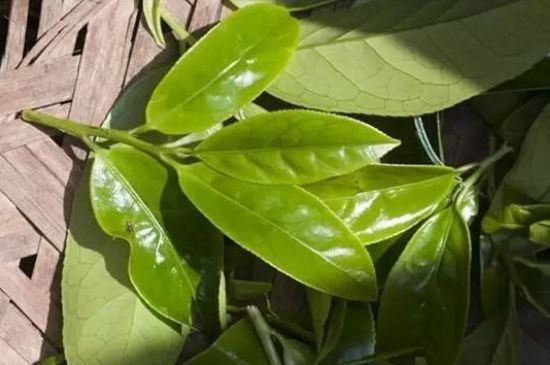 鴨屎香茶哪些人不能飲，什么人不能喝鴨屎香