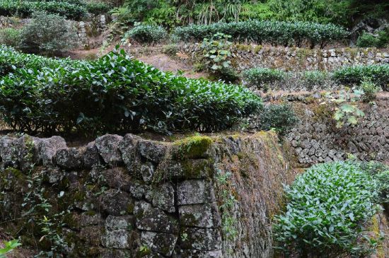 拼配的馬頭巖肉桂，還配叫馬肉嗎？請叫它“馬頭巖大紅袍”
