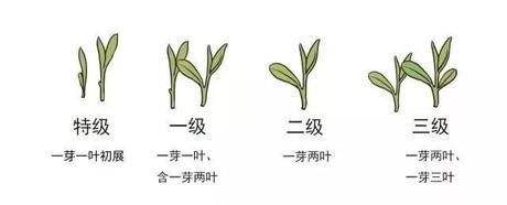 烏牛早和龍井的區(qū)別圖片，龍井43號和烏牛早茶的對比