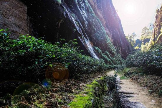肉桂茶和大紅袍哪個(gè)貴，武夷山肉桂與大紅袍的價(jià)格比較
