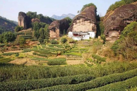 馬頭巖肉桂是大紅袍嗎，大紅袍肉桂屬于什么茶？