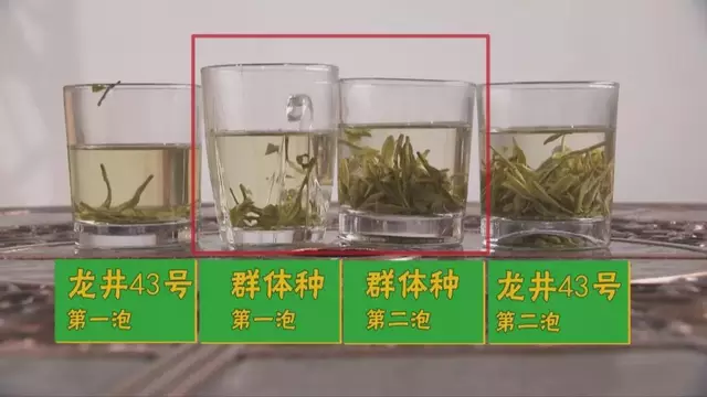 烏牛早和龍井的區(qū)別圖片，龍井43號和烏牛早茶的對比