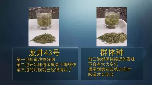 龍井群體種和43號(hào)的區(qū)別圖片，龍井43和群體種哪個(gè)好喝？