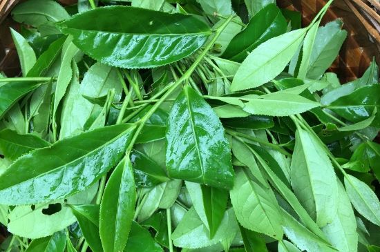 大紅袍可以放10年嗎，大紅袍放了十年能喝嗎