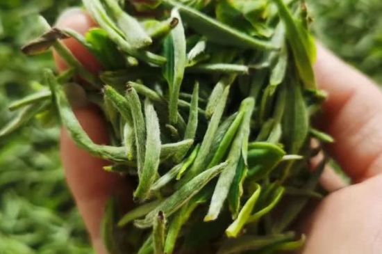 金壇雀舌算不算好茶，金壇雀舌屬于什么檔次茶葉？