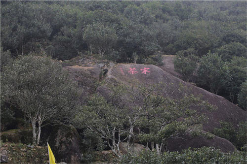 宋種一號(hào)價(jià)值為什么高，鳳凰單樅宋種1號(hào)價(jià)格與產(chǎn)量多少？