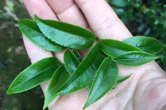 鋸朵仔跟鴨屎香哪個貴，鋸朵子和鴨屎香哪個好喝？