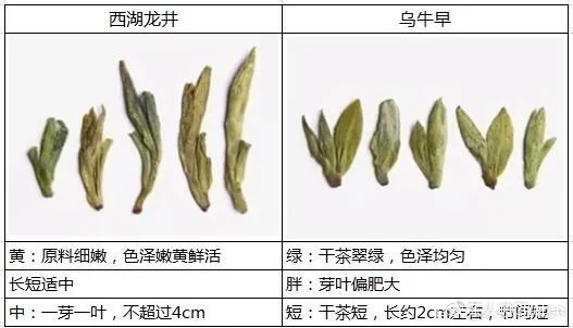 烏牛早和龍井的區(qū)別圖片，龍井43號和烏牛早茶的對比