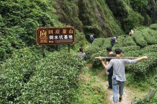 300塊錢的金駿眉能喝嗎，兩三百多金駿眉和一千多區(qū)別