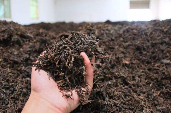 茯磚茶與普洱茶哪個(gè)好，茯茶和普洱茶口味區(qū)別