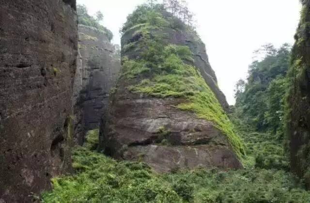 武夷山為什么盛產茶葉，武夷山茶為什么好喝？