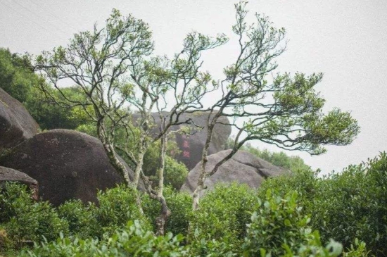 宋種一號(hào)價(jià)值為什么高，鳳凰單樅宋種1號(hào)價(jià)格與產(chǎn)量多少？
