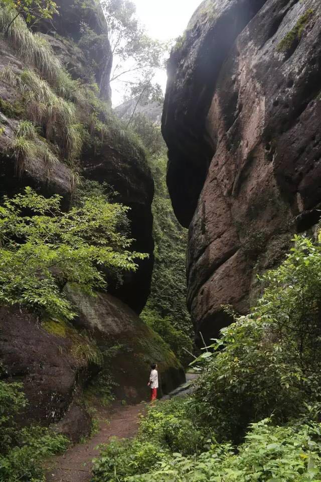 武夷山為什么盛產茶葉，武夷山茶為什么好喝？