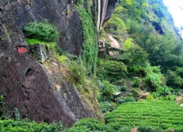 武夷山為什么盛產茶葉，武夷山茶為什么好喝？