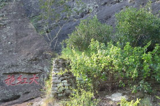 母樹大紅袍給誰喝了，為什么母樹大紅袍叫三棵六株？