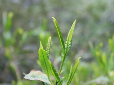 六安瓜片的功效與禁忌，六安瓜片適合什么人喝