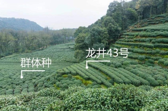 43號(hào)龍井屬于好茶嗎，龍井茶43號(hào)是什么意思？