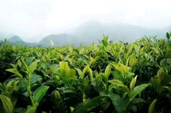 一天3杯紅茶抗癌，常飲紅茶對(duì)身體有好處！