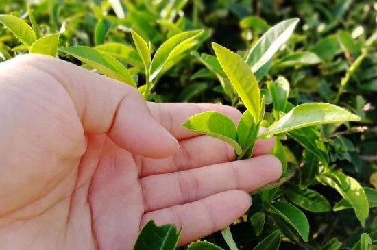 大紅袍四大品種有哪些，大紅袍的種類和著名品種特點介紹