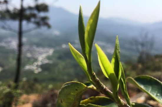 鳳凰單樅什么人不能喝，哪些人不能飲單叢茶