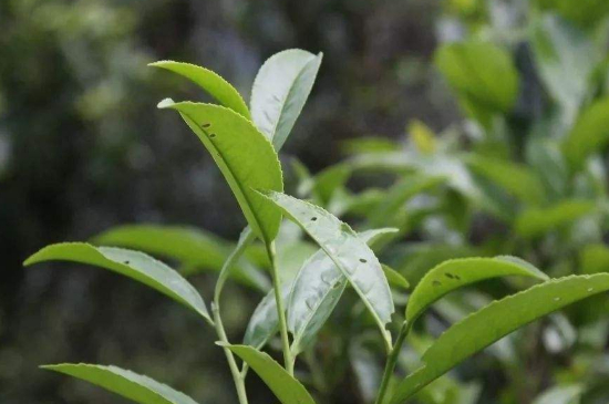 單叢茶十大香型以及常見品種大全，潮安鳳凰單樅十大名香歸類