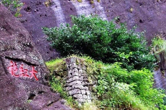 宋種一號(hào)價(jià)值為什么高，鳳凰單樅宋種1號(hào)價(jià)格與產(chǎn)量多少？