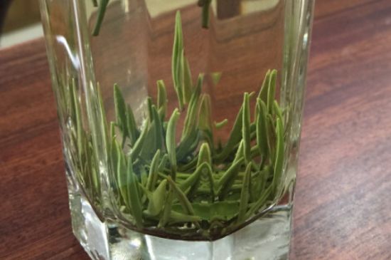 竹葉青和雀舌哪個(gè)貴，竹葉青茶貴嗎？