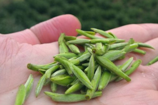 什么綠茶茶葉唇齒留香，哪個品種綠茶香氣好？