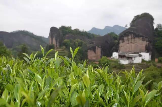 武夷山為什么盛產茶葉，武夷山茶為什么好喝？