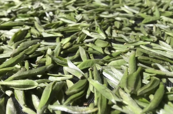 白毫銀針年份久的有什么香，陳年白毫銀針的香氣