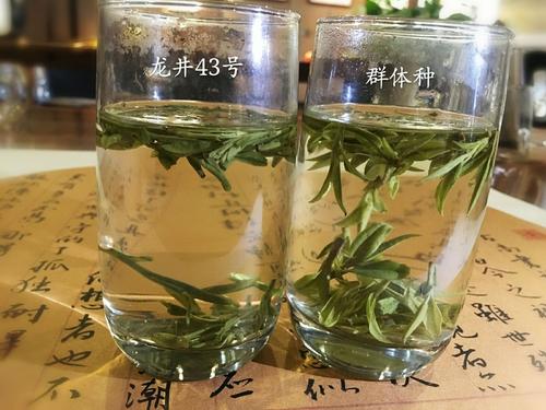 烏牛早和龍井的區(qū)別圖片，龍井43號和烏牛早茶的對比