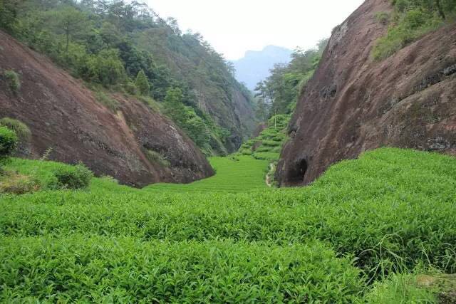 武夷山為什么盛產茶葉，武夷山茶為什么好喝？