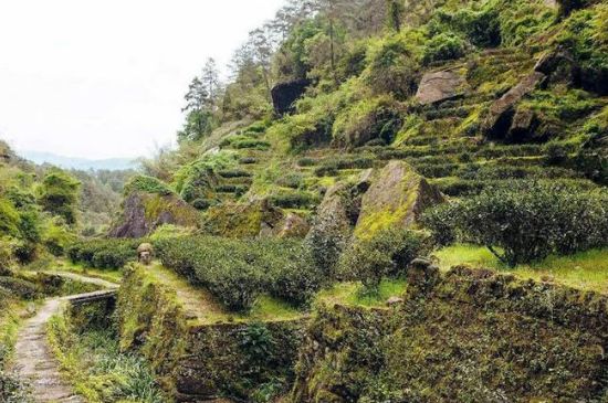肉桂茶和大紅袍哪個(gè)貴，武夷山肉桂與大紅袍的價(jià)格比較