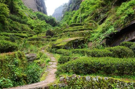 肉桂茶和大紅袍哪個(gè)貴，武夷山肉桂與大紅袍的價(jià)格比較