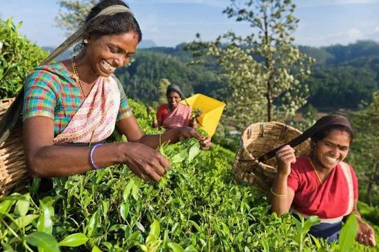 中國最好紅茶排名，中國最著名的十大紅茶