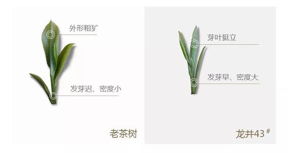 43號(hào)龍井屬于好茶嗎，龍井茶43號(hào)是什么意思？