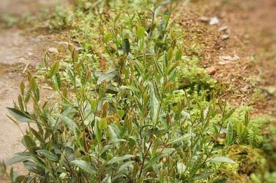 大紅袍四大品種有哪些，大紅袍的種類和著名品種特點介紹