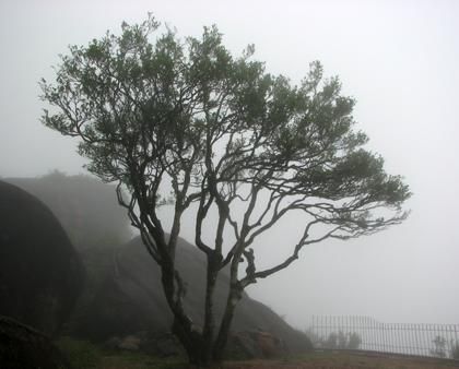 宋種一號(hào)價(jià)值為什么高，鳳凰單樅宋種1號(hào)價(jià)格與產(chǎn)量多少？