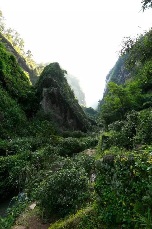 武夷山為什么盛產茶葉，武夷山茶為什么好喝？